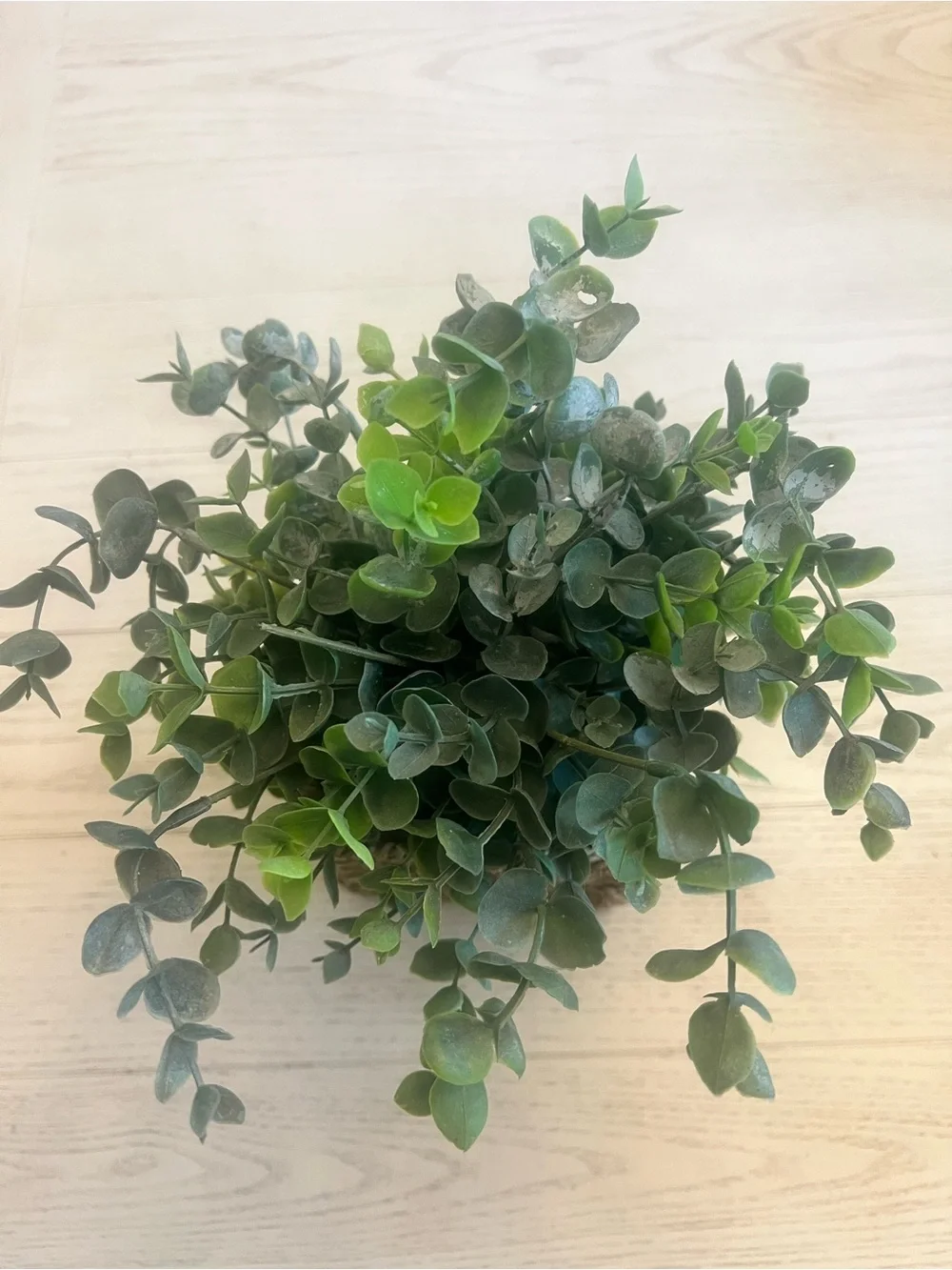Faux Eucalyptus Plant in Woven Square Planter